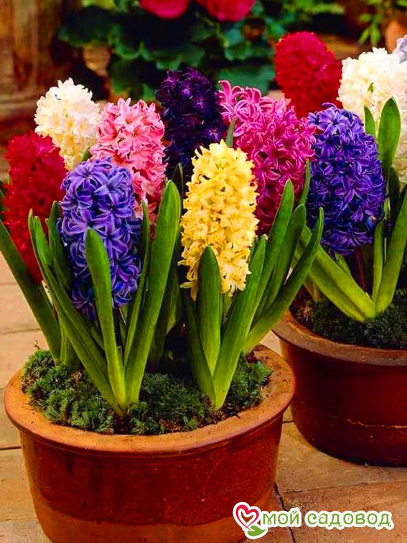 Гиацинты (смесь окрасок)