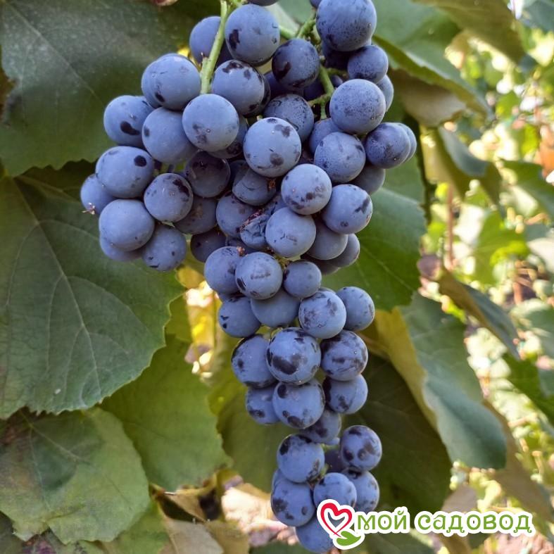 Виноград Венус