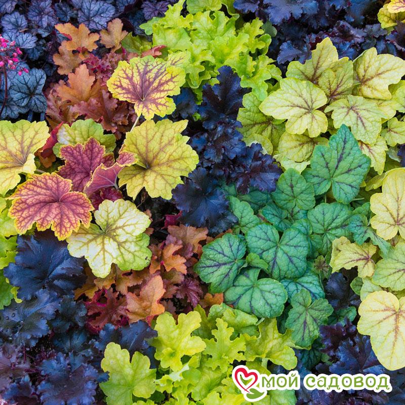 Гейхера ассорти