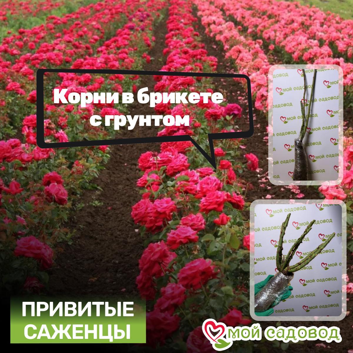 Роза Голден Драп